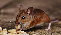 24 Hour & Emergency Exterminators in Keller, WA